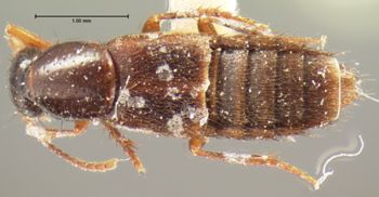 Media type: image;   Entomology 7322 Aspect: habitus dorsal view